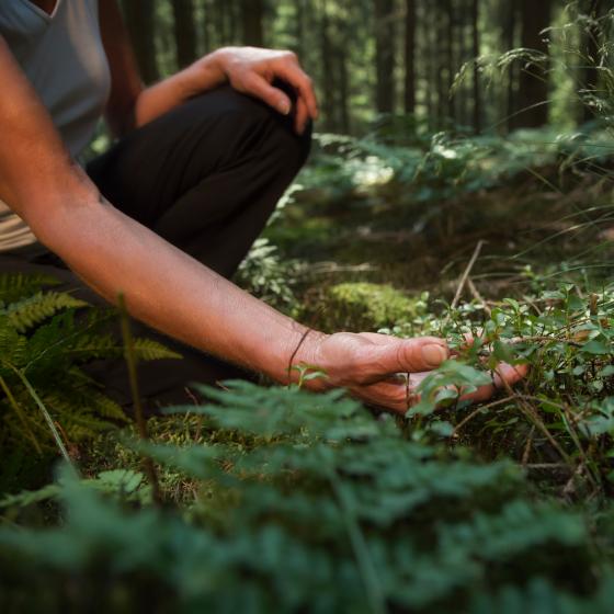 Hand som rör vid blåbärsris i skogen