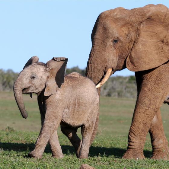 Elefantunge som blir knuffad framåt av en annan elefant Elefantunge som blir knuffad framåt av en annan elefant