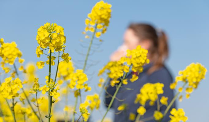 Gula blommor och en kvinna i bakgrunden