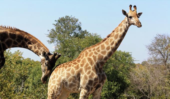 Giraff som blir knuffad av en annan giraff Giraff som blir knuffad av en annan giraff