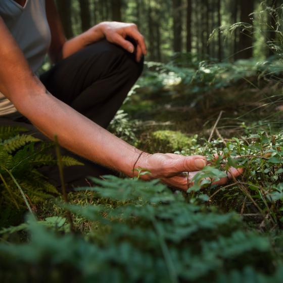 Hand som rör vid blåbärsris i skogen Hand som rör vid blåbärsris i skogen